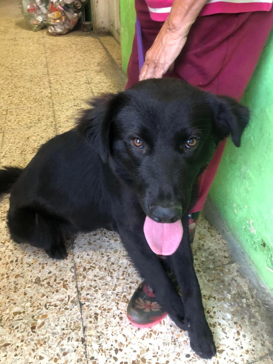 tamaAv's tweet photo. Este perrito está en adopción en la asociación La Roca que está en 20 de noviembre. Era de casa y ya no lo quisieron (odio a la gente), es macho, tiene aprox. Año y medio y es suuuper cariñoso 🥺 RT para que llegue a alguien que lo pueda adoptar. https://t.co/prpPXIDVHX