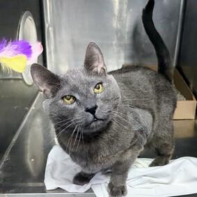 NYCDEATHROWCATS's tweet photo. THERE ARE 29 ANIMALS (11 CATS &amp; 18 DOGS) AT RISK FOR TUESDAY 1/3/23 DEADLINE IS NOON. PLEASE SHARE, FOSTER, ADOPT, TAG FRIENDS, POST TO SOCIAL MEDIA SITES, PLEDGE TO HELP SAVE THEIR LIVES. NEW PHOTOS https://t.co/Rt2PL8RaPy https://t.co/H6kk6TGoeg