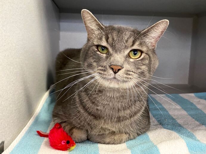 NYCDEATHROWCATS's tweet photo. THERE ARE 29 ANIMALS (11 CATS &amp; 18 DOGS) AT RISK FOR TUESDAY 1/3/23 DEADLINE IS NOON. PLEASE SHARE, FOSTER, ADOPT, TAG FRIENDS, POST TO SOCIAL MEDIA SITES, PLEDGE TO HELP SAVE THEIR LIVES. NEW PHOTOS https://t.co/Rt2PL8RaPy https://t.co/As28cGjgs9