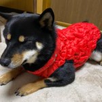 ツイートに含まれる画像