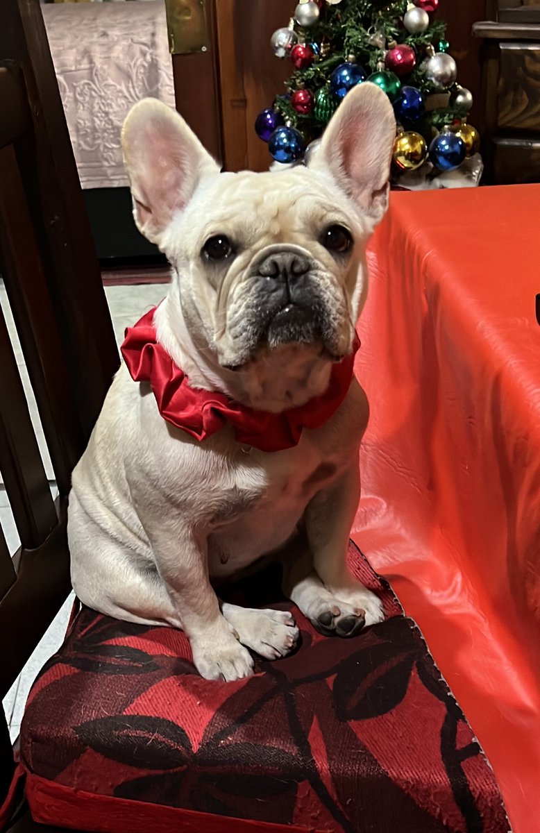 javipeirone's tweet photo. Hanna navideña esperando comida humana.. https://t.co/vv6KvT9dNf