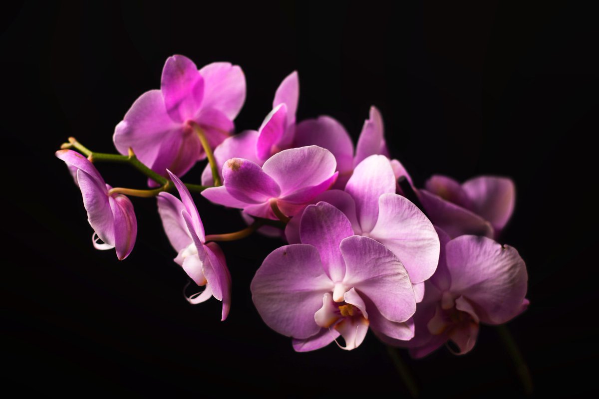 @admired_art I don’t take many photos of flowers but I love orchids so I had to!