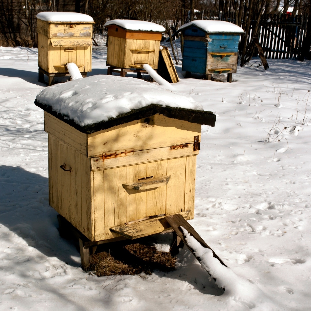 New on the blog... "Beekeeper's Calendar Series: What To Do In January" nycbeekeeper.com/beekeepers-cal…