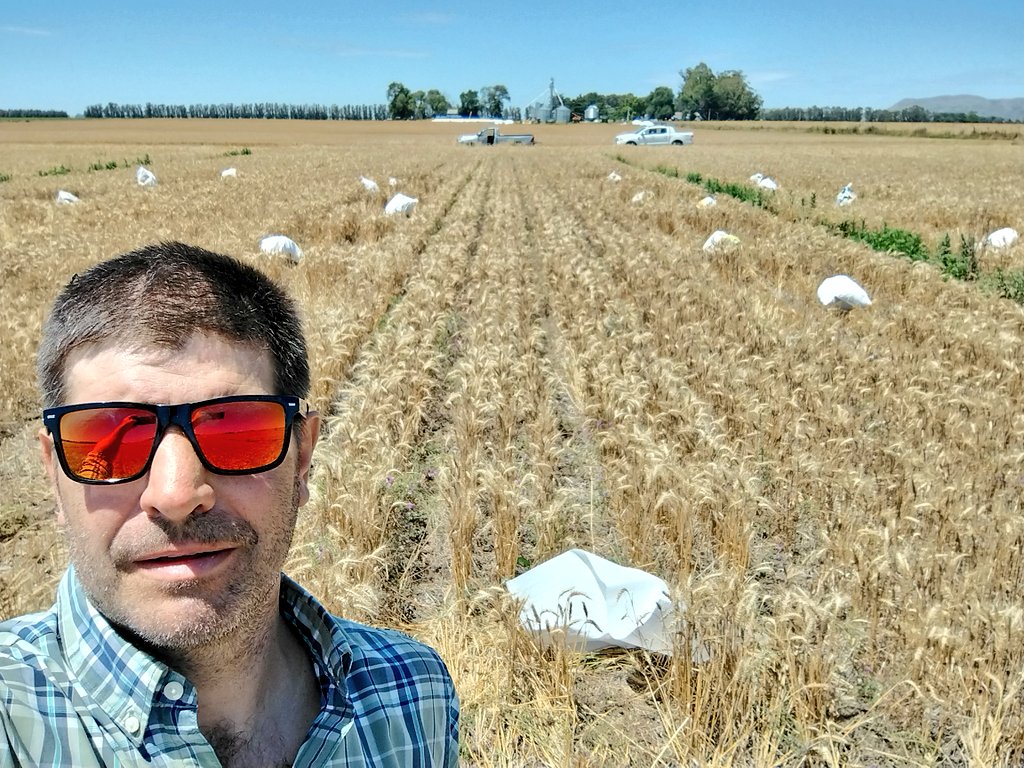 Santiguazzelli's tweet photo. Salió la cosecha del ensayo de intersiembra de vicia-trigo.
3 Bloques + 3 mezclas + 7 tratamientos de Nitrógeno.
Pilas de datos para analizar!
@PaulGarciameza @AmadorAguillon @CS_Divulgacion @arriolamarcelo2 https://t.co/HYsJAY2kkl