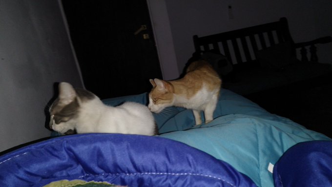 Ya arrancan para ver donde duerme cada uno xD los amo https://t.co/11ZyIMnSOD<a href="/tag/elbananero"class="tags"><span>#elbananero</span></a>