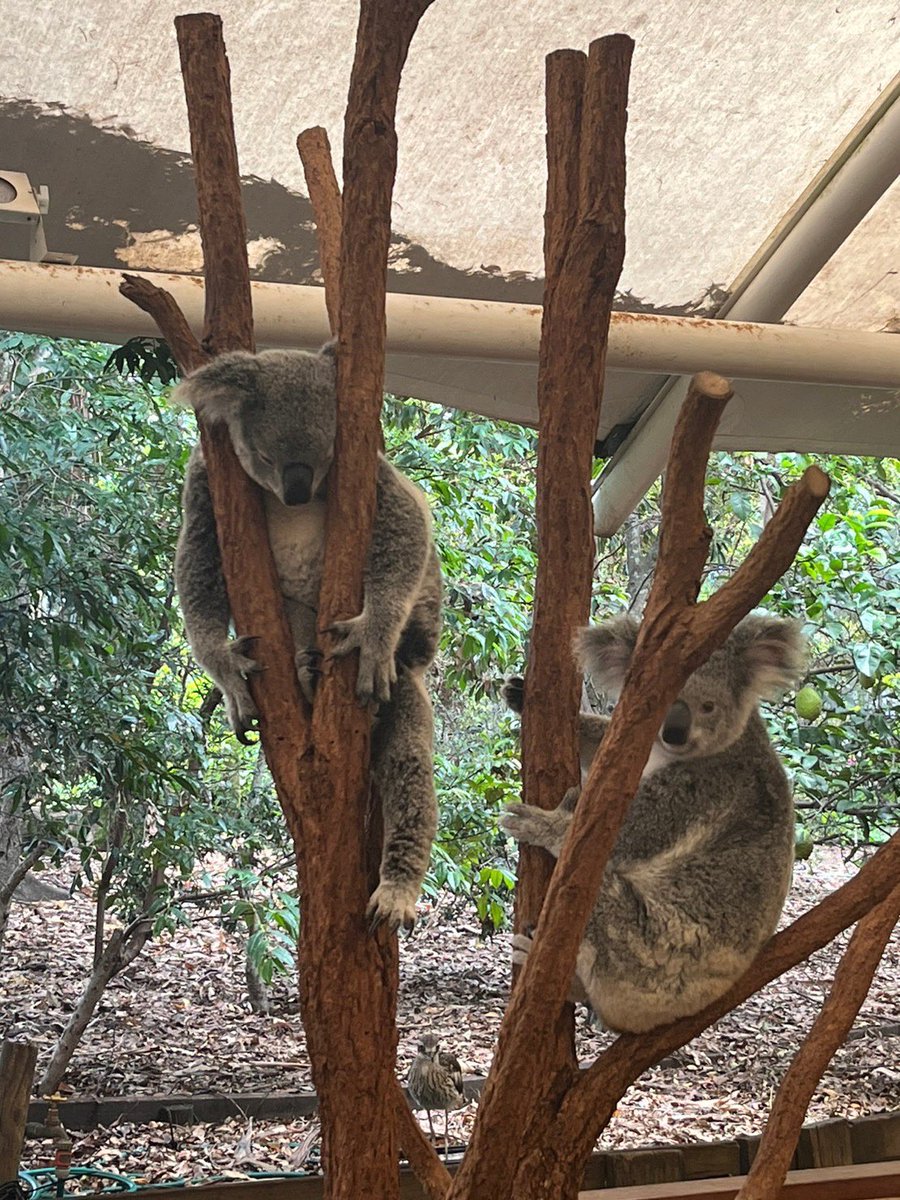 dennychop's tweet photo. コアラ🐨の鳴き声って見た目からは想像できない声だよね〜最初聞いた時おったまげただよ https://t.co/TEdWZYJjra