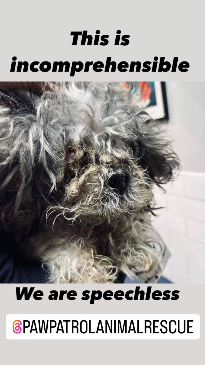 PPARASfla's tweet photo. PLEASE HELP: Another senior pup thrown out like trash. ALL DONATIONS CAN BE MADE:
CASH APP: $PPARAS
VENMO: PawPatrolAnimalRescue-AndSanct
https://t.co/JLy7NHxyyG
Zelle: pawpatrolanimalrescue@gmail.com https://t.co/FmoHQKz7w3