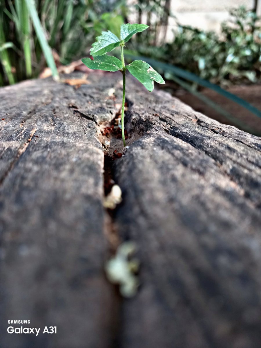 A31Photography's tweet photo. GoodMorning... Some Late Afternoon pictures, #Mobilephotography #samsung #Backyardphotography #Nature #MobileOnly #GalaxyA31 #Icapturenature #Wood #Flower #SamsungA31 #Picsart #Naturephotography https://t.co/8BFRzjR45h