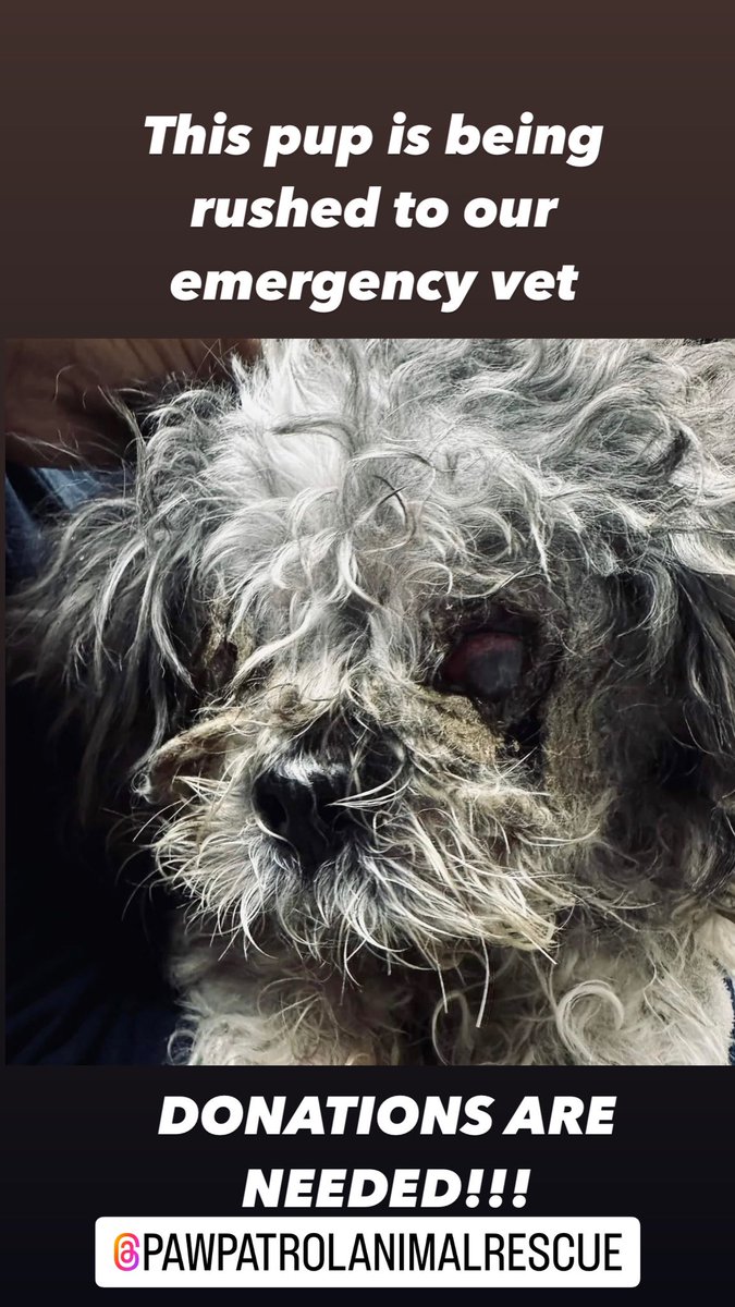 PPARASfla's tweet photo. Please do what you can. He is currently at our emergency vet 🙏🏻 @PPARASfla https://t.co/IaVay43fPI