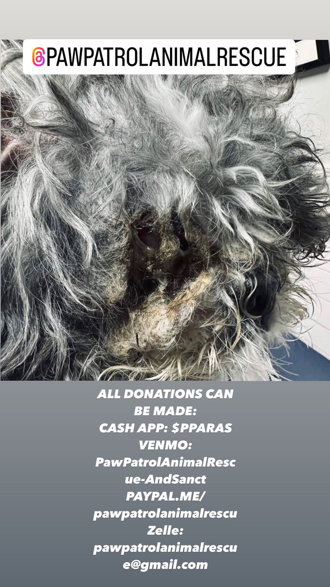 PPARASfla's tweet photo. Please do what you can. He is currently at our emergency vet 🙏🏻 @PPARASfla https://t.co/IaVay43fPI