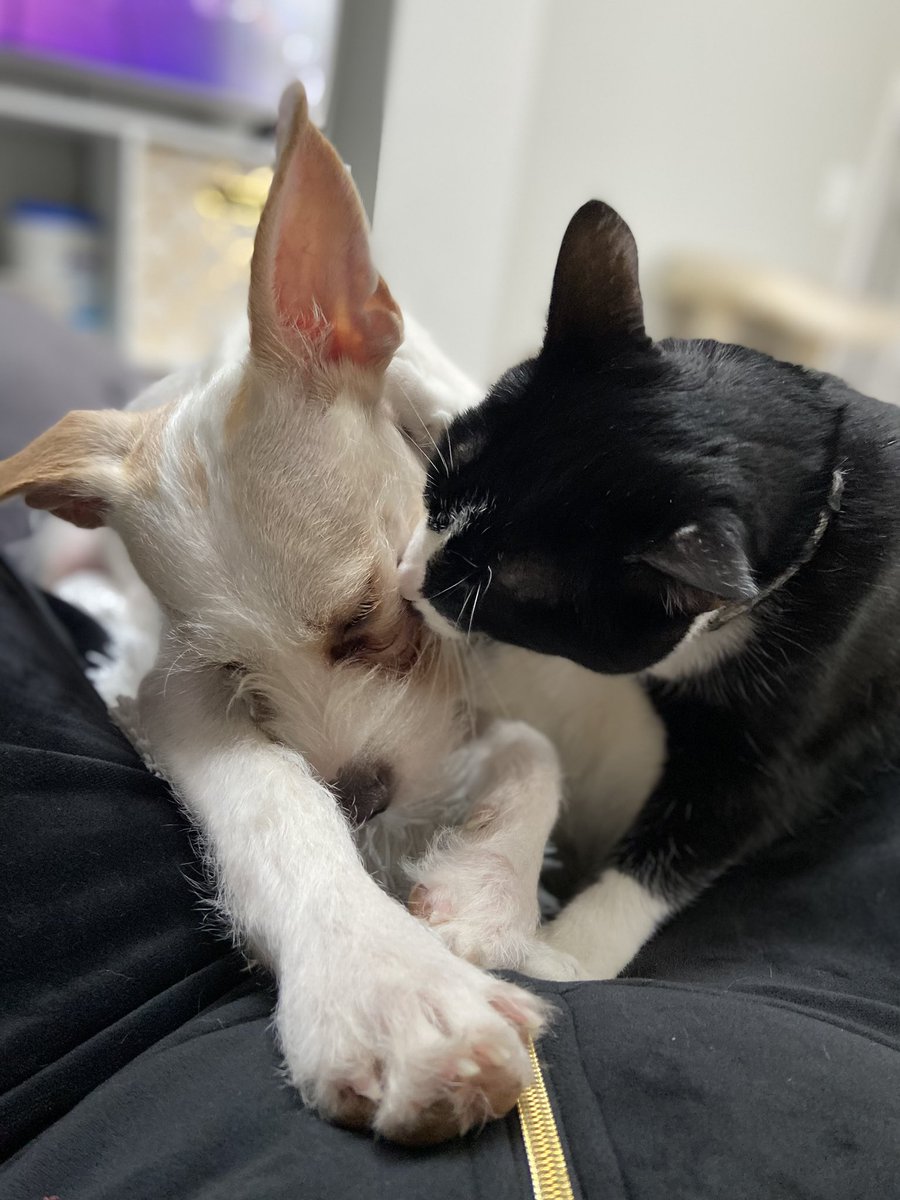 Meeshell13's tweet photo. Kisses and cuddles while we watch @WKCDOGS https://t.co/uf3i4BubT6