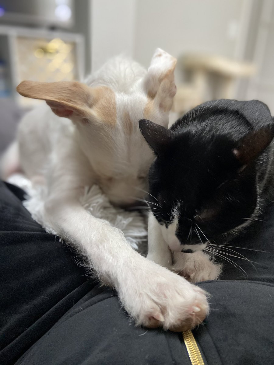 Meeshell13's tweet photo. Kisses and cuddles while we watch @WKCDOGS https://t.co/uf3i4BubT6