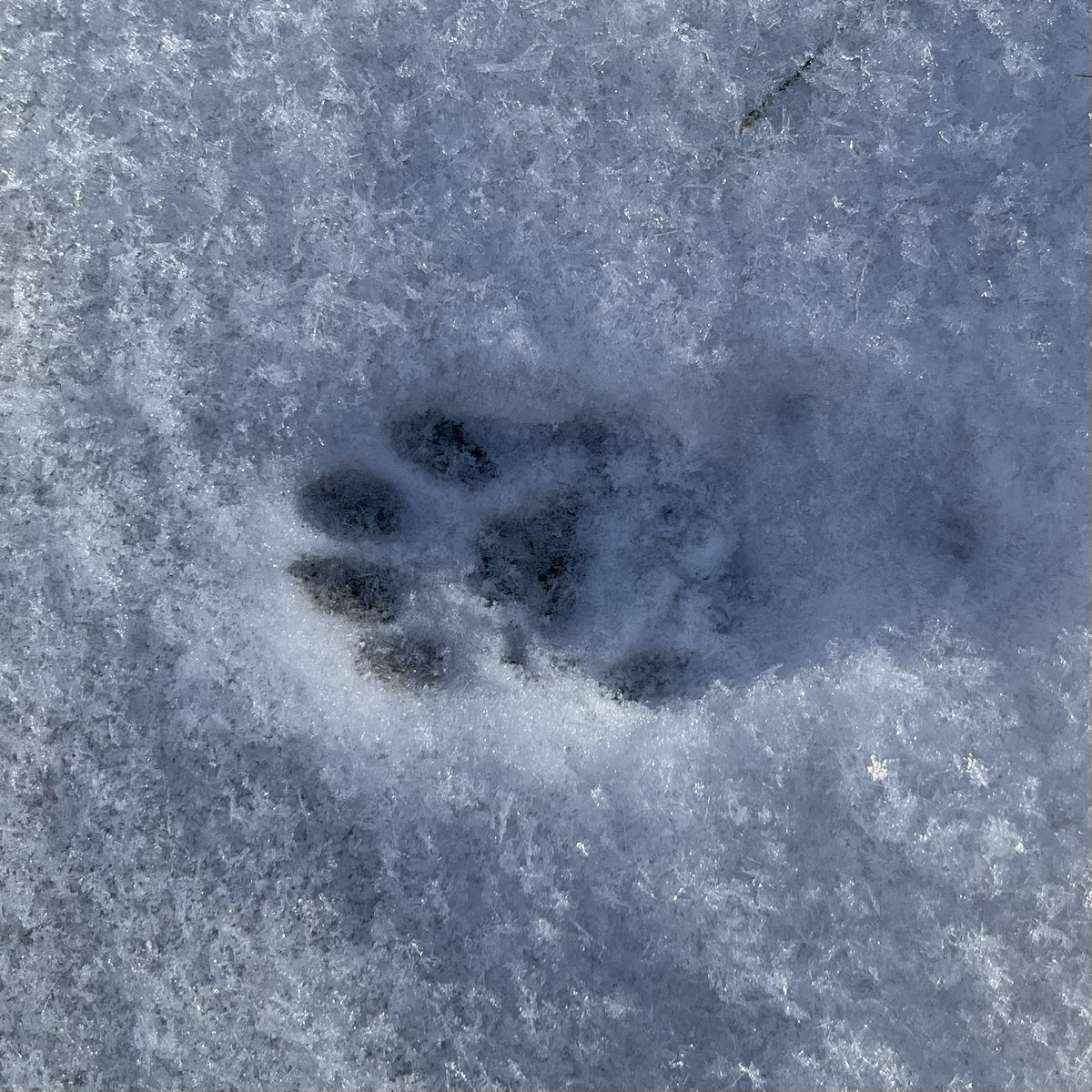 Jodyanna83's tweet photo. Had a small visitor to the yard last night- the discovery today made me quite happy. The smallest of paws. #catsinsnow #CatsOfTwitter #pawprint https://t.co/ak0lOk1zbu