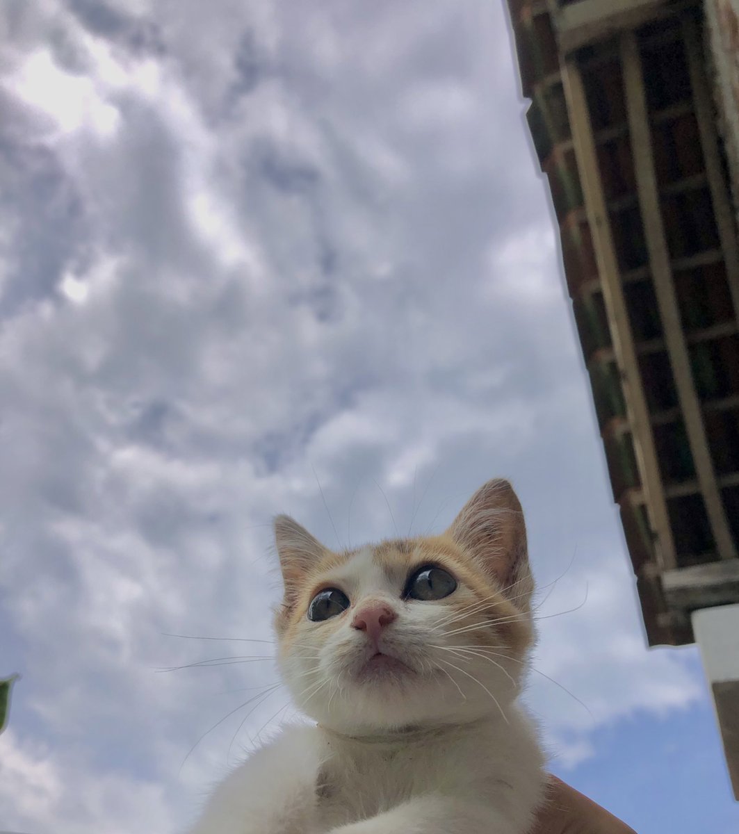 Syahida tweet media