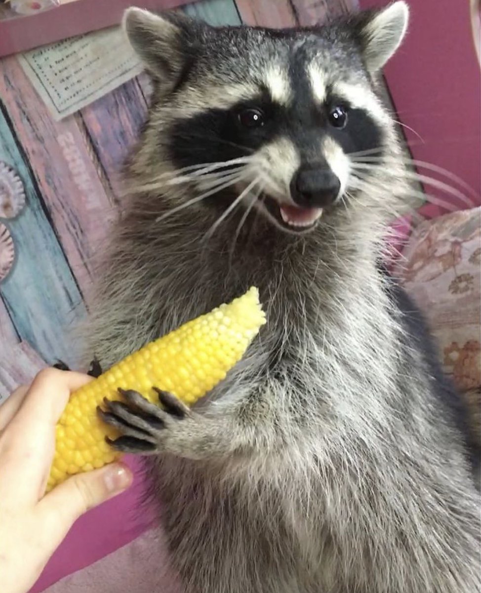 HumCoober's tweet image. Cōrn