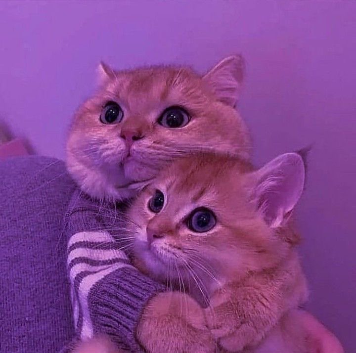 violettweets_'s tweet photo. cuddles https://t.co/jgZ7EZFpq0