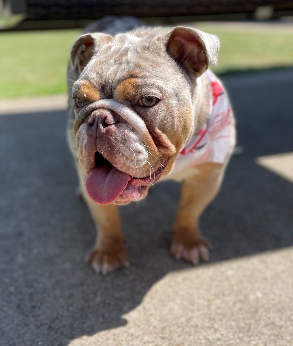 nick_tfk's tweet photo. Prada 🧬🩸🔥My Direct CharlieBrown❌Fendi Daughter‼️ 
•
•
• #bulldogs #lilacandtanmerle 🩸🧬 #chocolatetrimerle #dallas #nfl #nba #worldwide https://t.co/SYTewzgmrT
