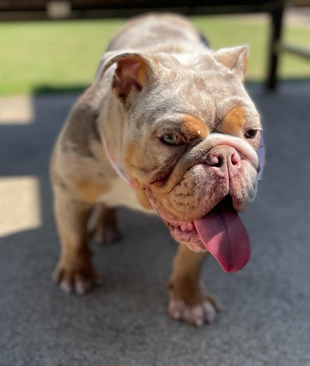 nick_tfk's tweet photo. Prada 🧬🩸🔥My Direct CharlieBrown❌Fendi Daughter‼️ 
•
•
• #bulldogs #lilacandtanmerle 🩸🧬 #chocolatetrimerle #dallas #nfl #nba #worldwide https://t.co/SYTewzgmrT