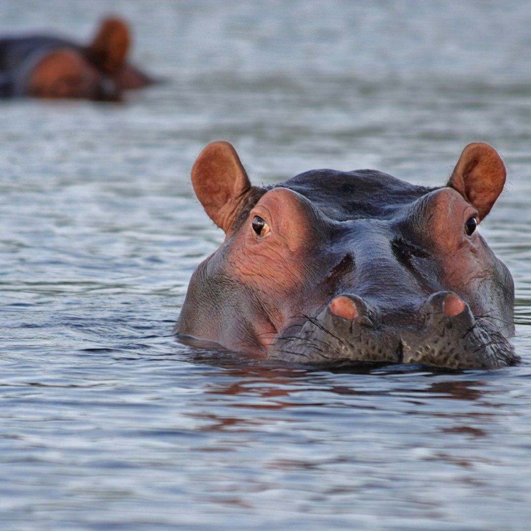 ahahotelslodges's tweet photo. The only way to spend these days between Christmas and New Years 🥰 

Take a page out of this hippo’s book and grab your holiday read, your favourite cocktail and head out to the pool! ☀️🦛

#ahaFamily #ahaMoments #AfricanWildlife #FestiveSeason #PoolsideDays https://t.co/dfvncUqdZO