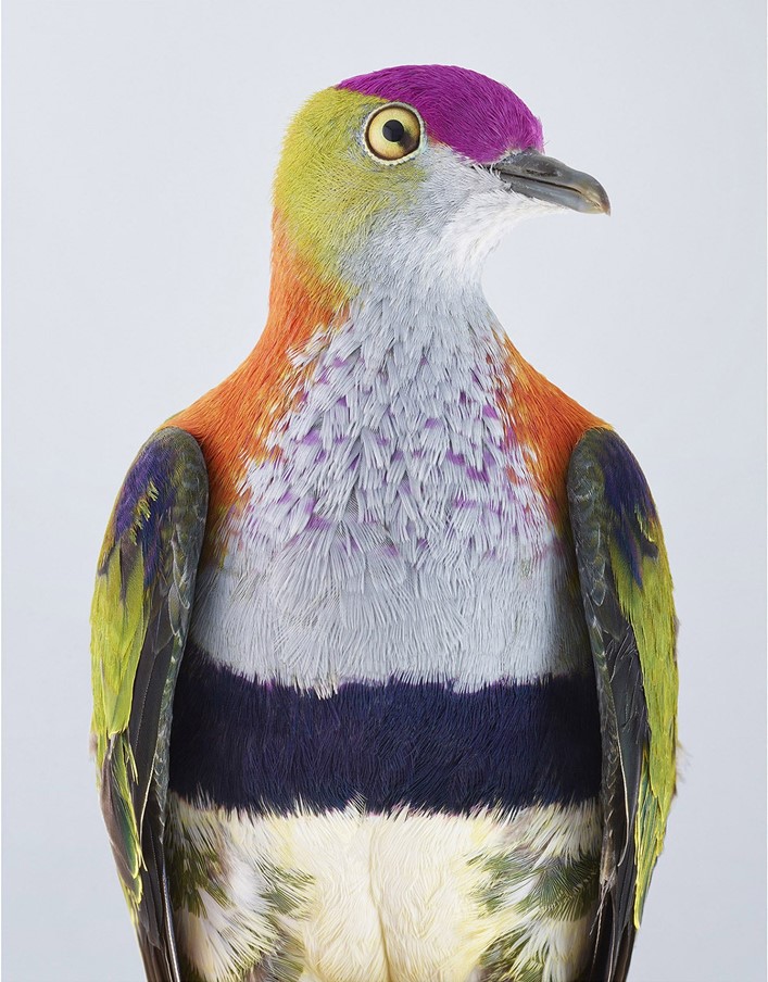 artinsociety's tweet photo. Exceptionally beautiful images of doves by Australian photographer Leila Jeffreys ~ Superb Fruit Dove / Luzon Bleeding Heart Dove / Rose-Crowned Fruit Dove / https://t.co/wIJuLtxrOD