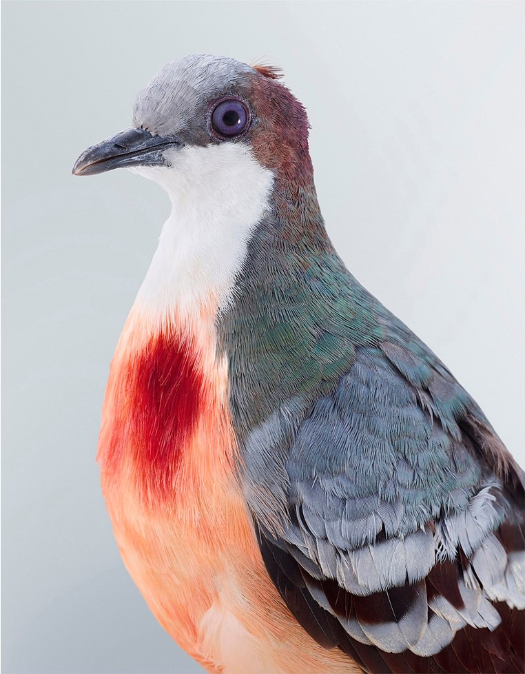artinsociety's tweet photo. Exceptionally beautiful images of doves by Australian photographer Leila Jeffreys ~ Superb Fruit Dove / Luzon Bleeding Heart Dove / Rose-Crowned Fruit Dove / https://t.co/wIJuLtxrOD