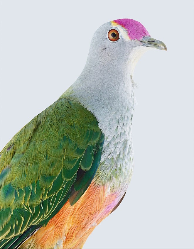 artinsociety's tweet photo. Exceptionally beautiful images of doves by Australian photographer Leila Jeffreys ~ Superb Fruit Dove / Luzon Bleeding Heart Dove / Rose-Crowned Fruit Dove / https://t.co/wIJuLtxrOD