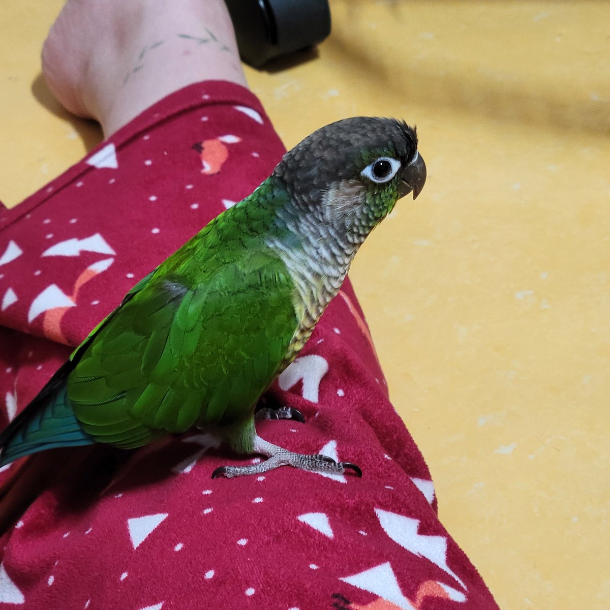 엄마 잠옷 색이랑 너무 찰떡이구나 녹차야♡