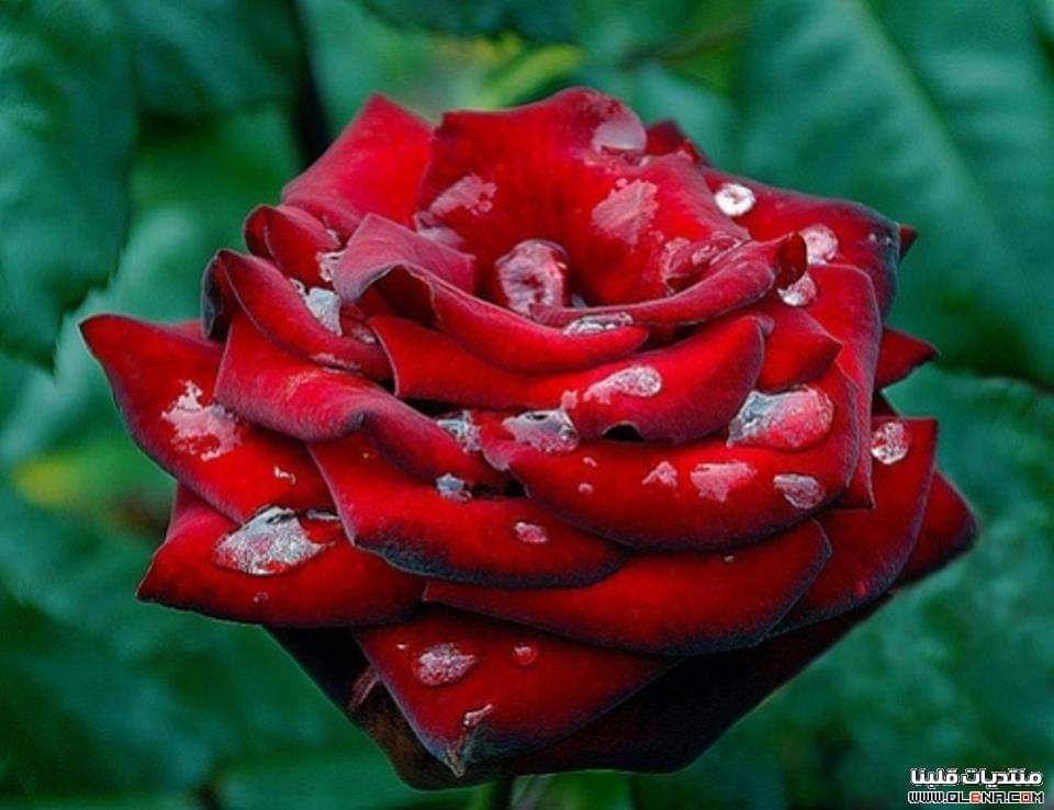 7abeb_1's tweet photo. @AlAlwlhant2 بحبك https://t.co/FvgvVT6Rla