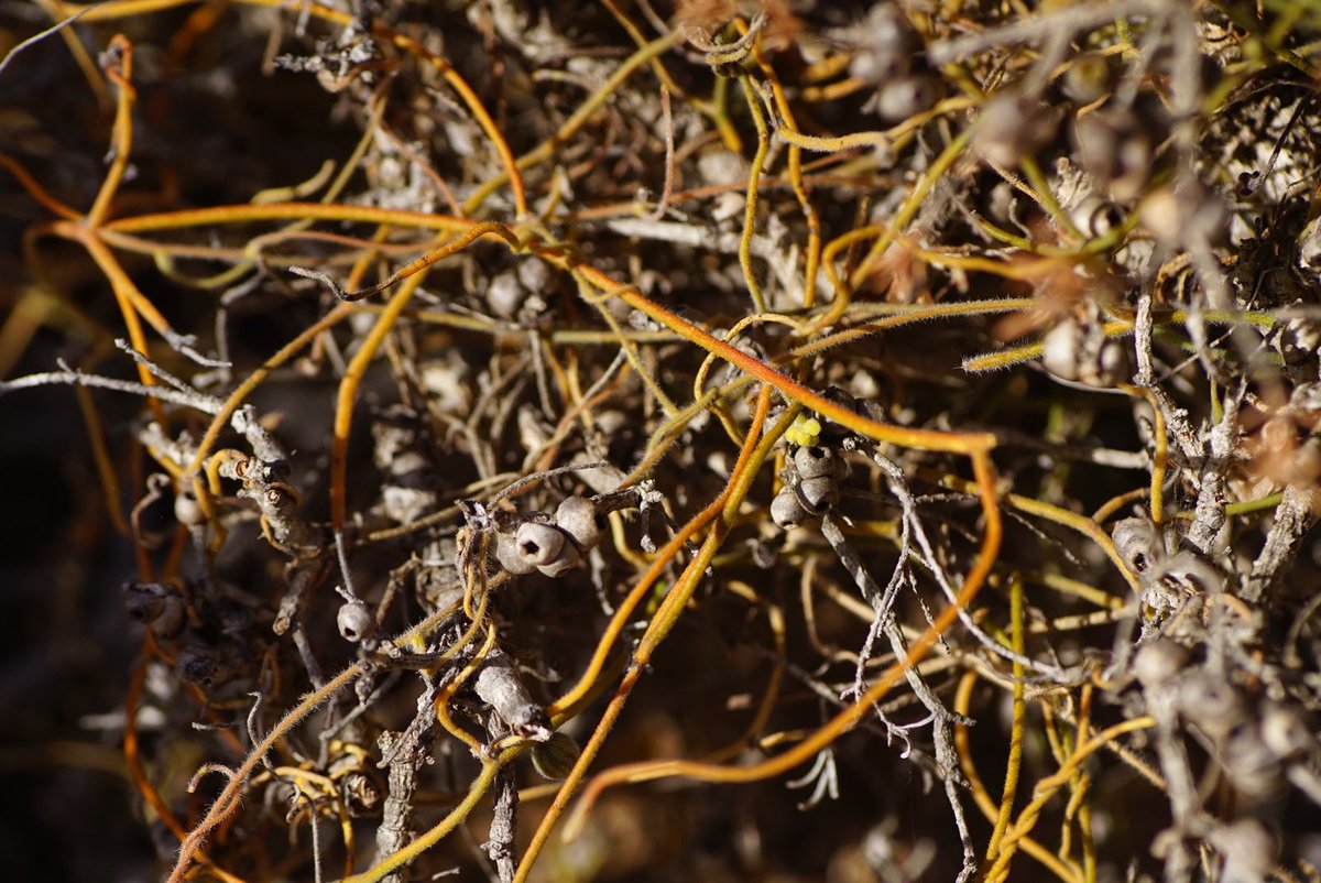 lost_in_botany's tweet photo. More #Cassytha flava doing this weird ground cover habit, third pic shows the stem going up the base of a Melaleuca going up 10 cm or so but then precedes to spread out across the ground wrapping around other plants and then does the same to other shrubs in the area! https://t.co/izl3YgBEW1