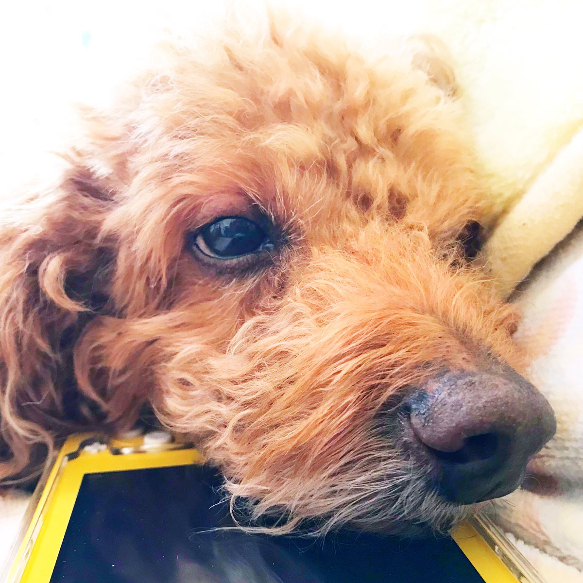 我が家の老犬ノアの白い鼻髭🥸はとても立派です。(⌒▽⌒)
代表　森田洋