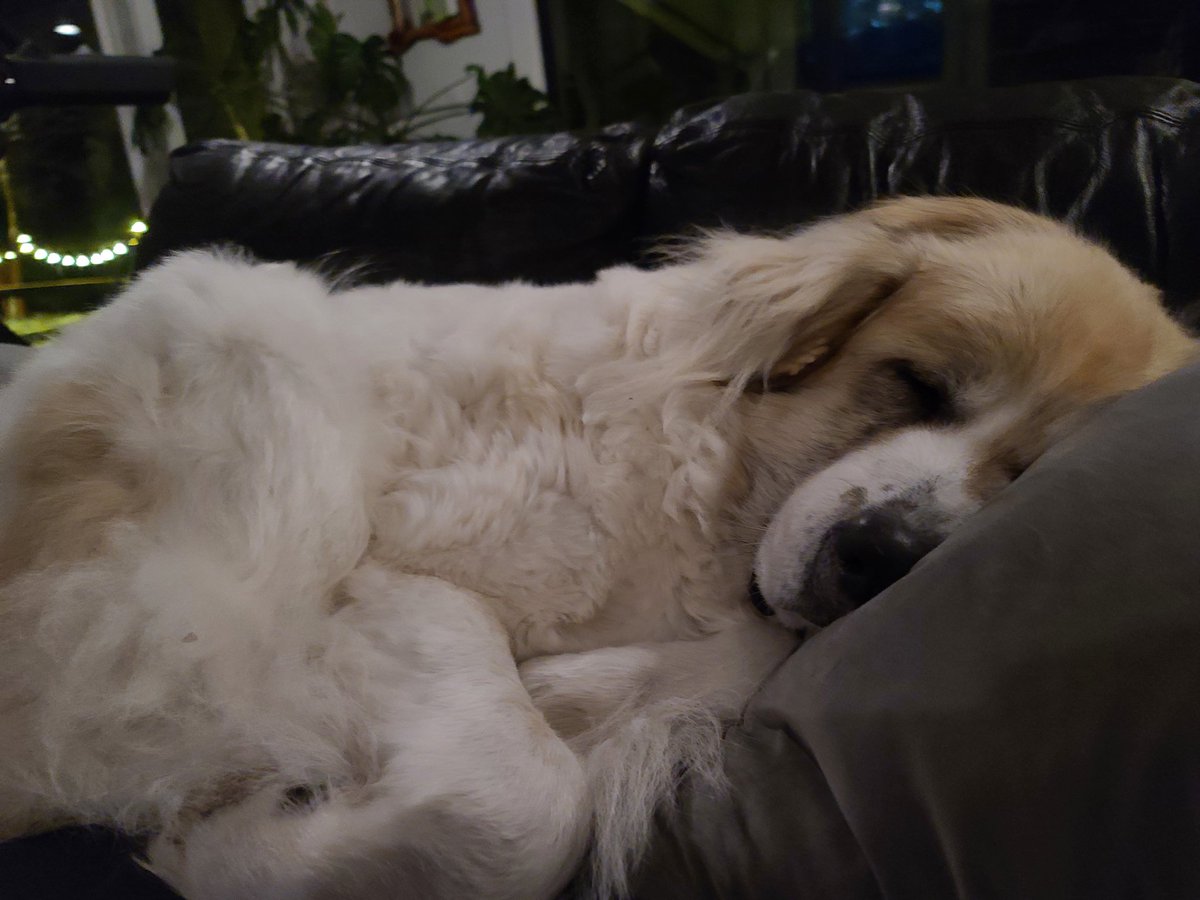 DocsBenandErin's tweet photo. What happens when you inherit a retired livestock dog and she discovers the sofa...
#heartlanddocs #docsbenanderin https://t.co/6dLHPgU53m