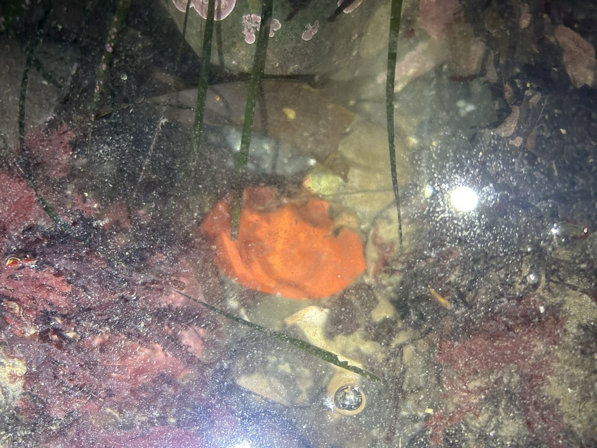 BrennaRothman's tweet photo. Convinced my dad to go night tidepooling with me this week while I was home for the holidays. 
I didn’t even know that umbrella crabs (2nd photo) existed until we stumbled across one and had to ID it when we got home! https://t.co/n9msYUDT1G