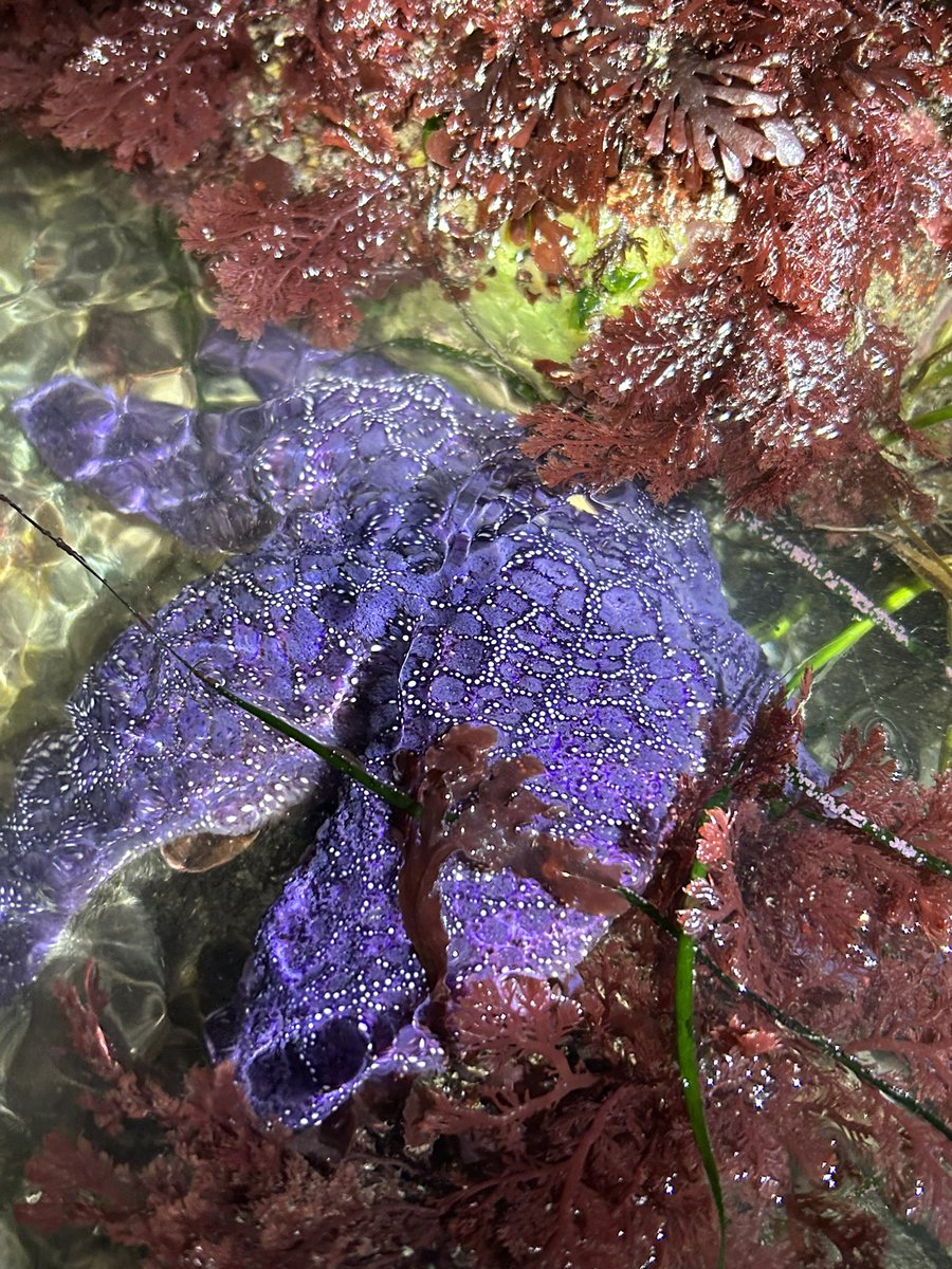 BrennaRothman's tweet photo. Convinced my dad to go night tidepooling with me this week while I was home for the holidays. 
I didn’t even know that umbrella crabs (2nd photo) existed until we stumbled across one and had to ID it when we got home! https://t.co/n9msYUDT1G
