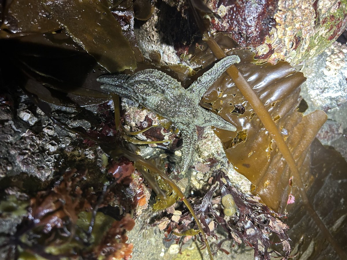 BrennaRothman's tweet photo. Convinced my dad to go night tidepooling with me this week while I was home for the holidays. 
I didn’t even know that umbrella crabs (2nd photo) existed until we stumbled across one and had to ID it when we got home! https://t.co/n9msYUDT1G