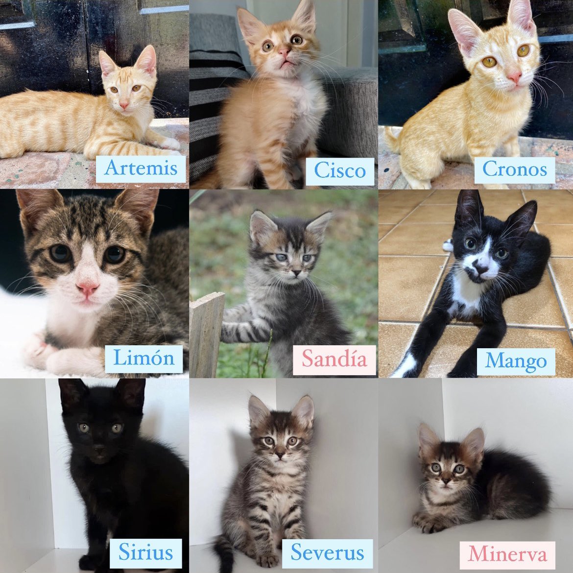AdoptaHuellas's tweet photo. Estos gatitos hace mucho esperan un hogar. Están en zarate/campana pero se trasladan. Nos ayudas a difundir? Ellos también quieren pasar año nuevo en familia 🙏🏻

Son 2 hembras y 7 machos, entre 2 a 3 meses de vida. Todos están desparasitados, despulgados y hacen en las piedritas. https://t.co/bbr7LaU9mj