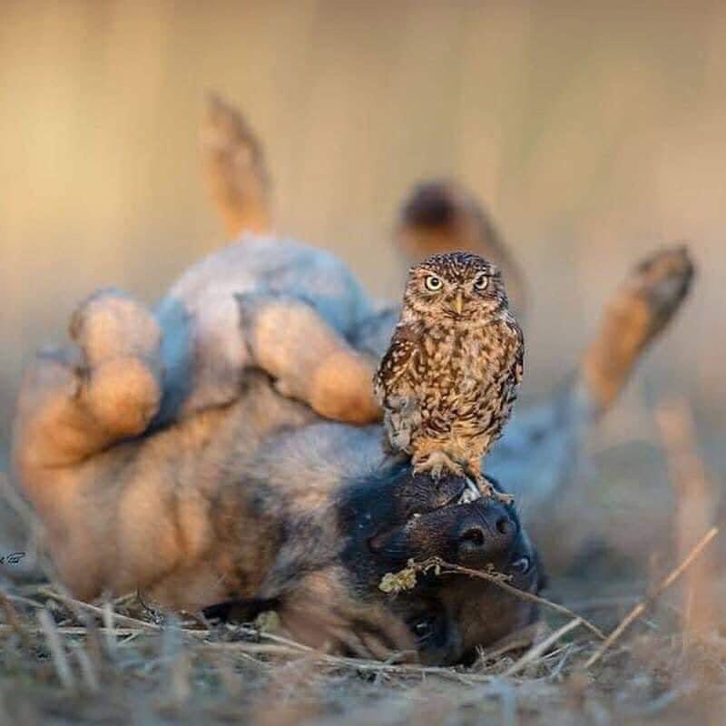 KidTres's tweet photo. Stay Down!!!!! #burrowingowl https://t.co/Lk4w7PIj1o