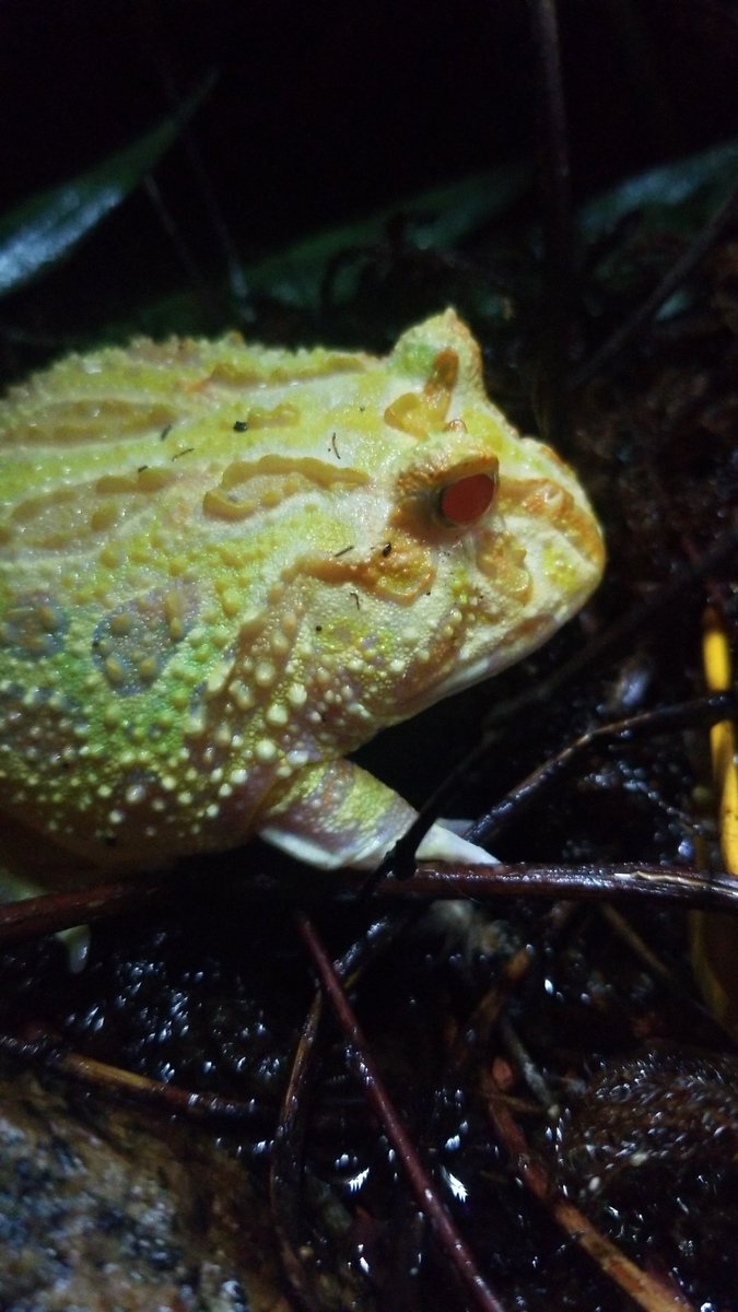 DabzMader's tweet photo. My albino pacman frog Mold and Grogu the whites tree frog #treefrog #amphibian #Frog https://t.co/aVAfkuRF3X