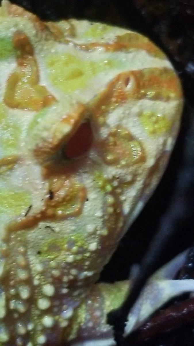 DabzMader's tweet photo. My albino pacman frog Mold and Grogu the whites tree frog #treefrog #amphibian #Frog https://t.co/aVAfkuRF3X