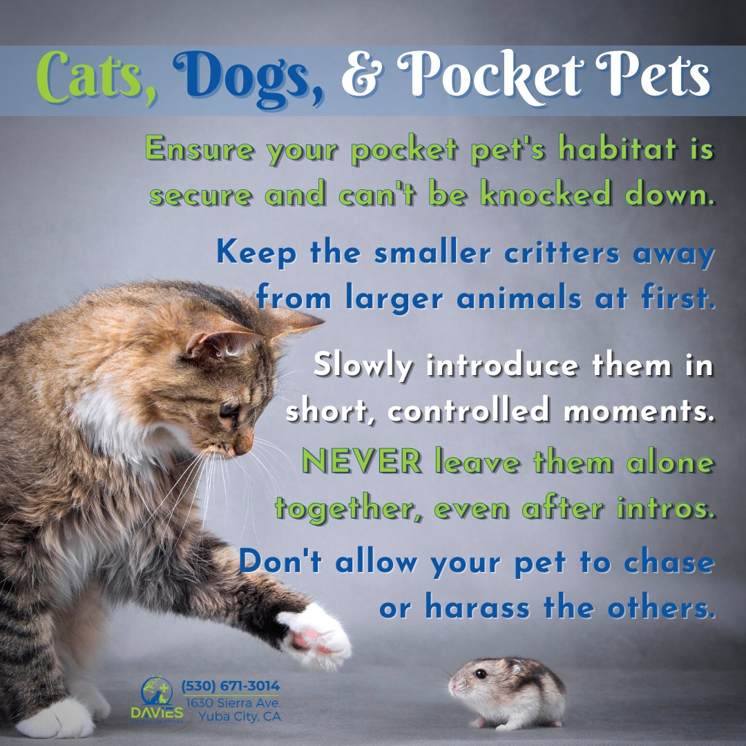 AnimalDavies's tweet photo. If a small new friend joined your family over the holidays, you'll need to make sure everyone can get along! 🐰

#DaviesAH #YubaCityCA #YubaSutter #Marysville #SutterCounty #DogsOfSactown #DogsOfYubaCity #DogsOfCalifornia #CatsofYubaCity #CatsOfCalifornia #PetsOfCalifornia https://t.co/YxcdLRkwP5