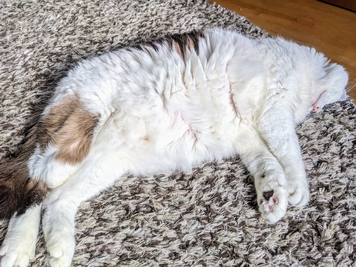 猫のヘソのもよもよ毛見ていきなよ 