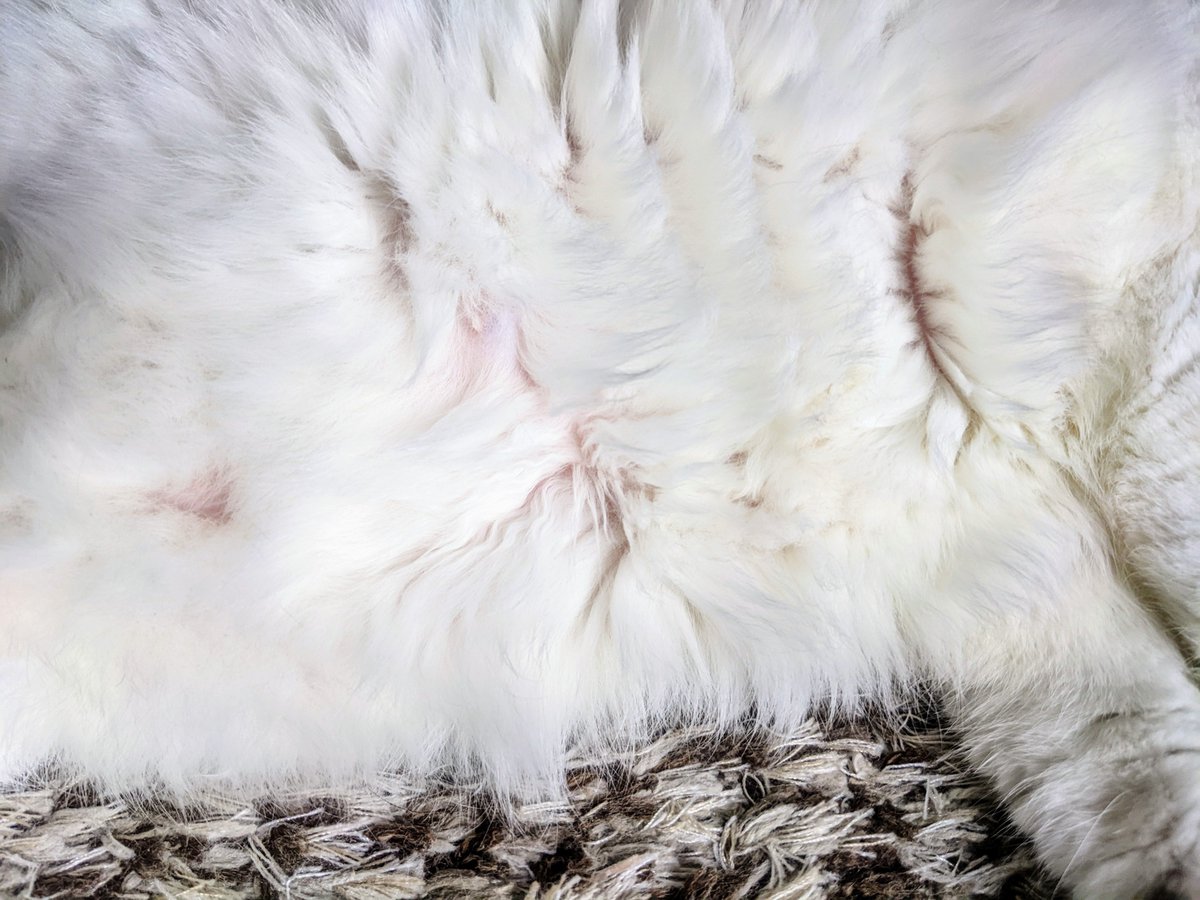 猫のヘソのもよもよ毛見ていきなよ 