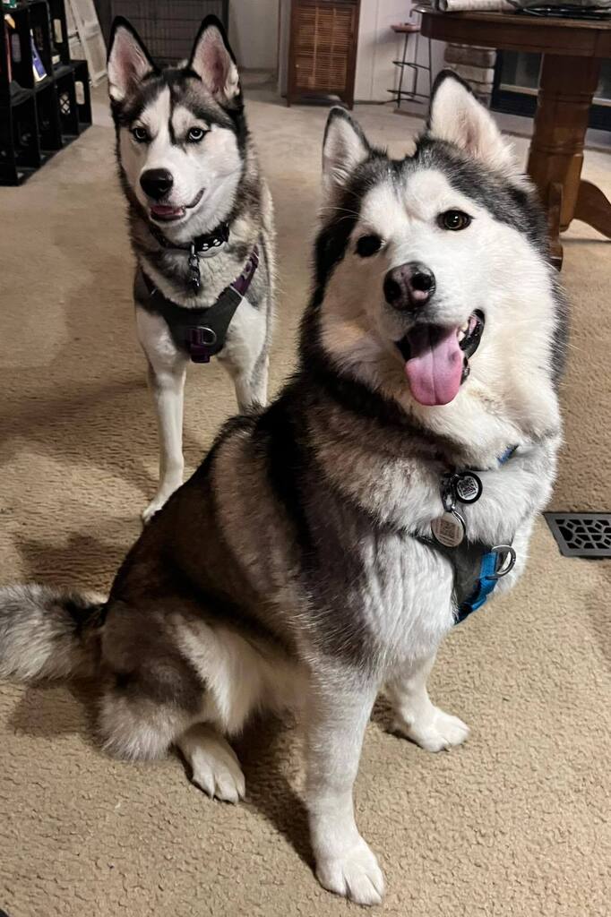 onlydesign's tweet photo. It all started one Christmas afternoon...

The huskies were nestled in their kennels with care... In hopes that our journey to see family could be fun and eventful.

When halfway through our journey the camera was tripped. A husky in the wild, escaped fr… https://t.co/C7rzgBOgdy https://t.co/jK6WD4zip4