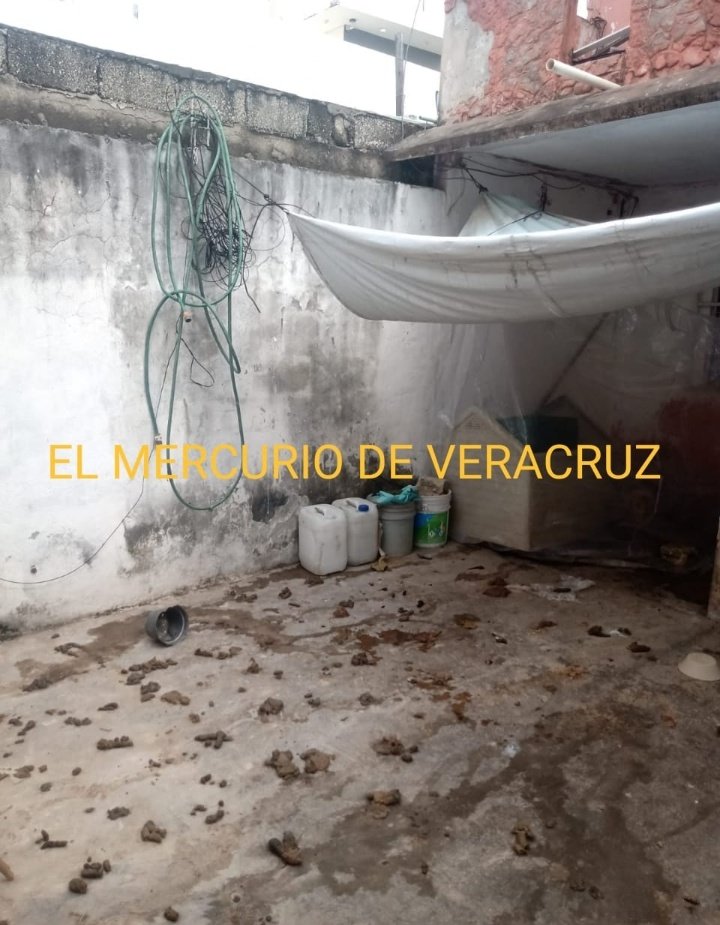 ElMercurioVer's tweet photo. Vecinos de Lomas de Río Medio 3 en la Ciudad de #Veracruz,en Río Viñasco entre Río Papaloapan y Victor Sánchez,que perros fueron dejados sin cuidados en una vivienda marcada con el número 782 hace 4 días,  pidieron el apoyo del @AyuntamientoVer pero nadie ha atendido hasta ahora. https://t.co/BSrnREhNJe