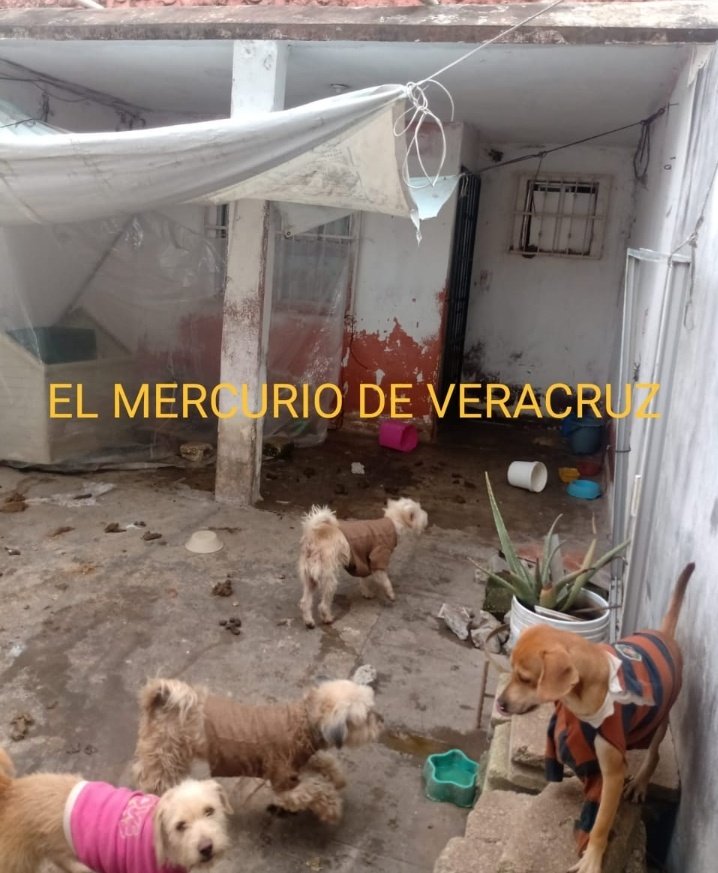 ElMercurioVer's tweet photo. Vecinos de Lomas de Río Medio 3 en la Ciudad de #Veracruz,en Río Viñasco entre Río Papaloapan y Victor Sánchez,que perros fueron dejados sin cuidados en una vivienda marcada con el número 782 hace 4 días,  pidieron el apoyo del @AyuntamientoVer pero nadie ha atendido hasta ahora. https://t.co/BSrnREhNJe