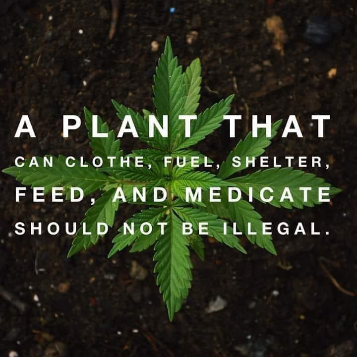 LCSAParty's tweet image. #CannabisIsMedicine
Thousands of Australians are needlessly continuing to suffer because of outdated laws around cannabis.
It’s past time to right this wrong.
#MakeCannabisLegal
Consider supporting Legalise.org.au in their relentless pursuit for meaningful reform.