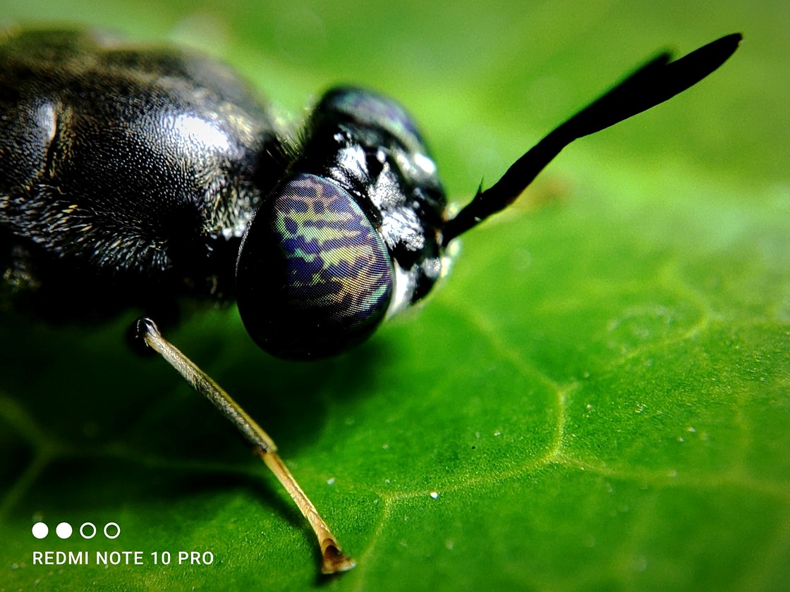 sunnny1583's tweet image. I♥️ Redmi Note because of Super macro camera present in Redmi Note 10 Pro it&apos;s similar to a mini telescope 🤩🤩
#30DaysOfNote #Xiaomilnsider #MiFanIndia @RedmiIndia @themakeavish