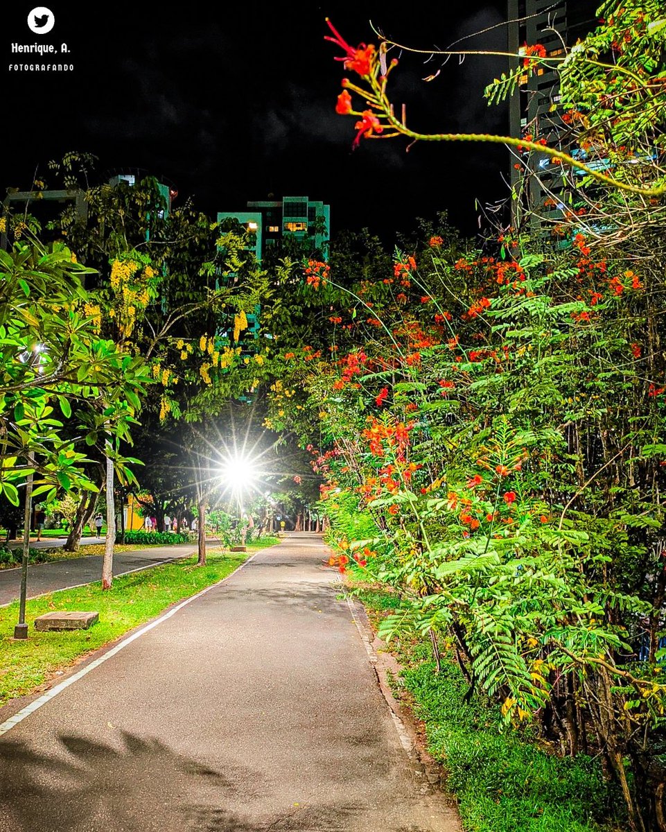 Henriquer_Ah's tweet photo. Jaqueira!
.
.

📍Parque da Jaqueira, Recife - PE.
📸 Alexandre Henrique.
.
.

#alexandree_hr #diariodepernambuco #recife #visiterecife #nordestemeulindo #recifeordinario #jaqueira #recifeimage #photography #photo #brasil https://t.co/rJvugapvVe