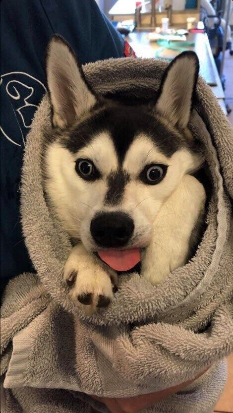 DikerMunoz's tweet photo. @kendomurft La furry family en los eslands!!! 🥳🥳🥳 https://t.co/TpvX1sygI8