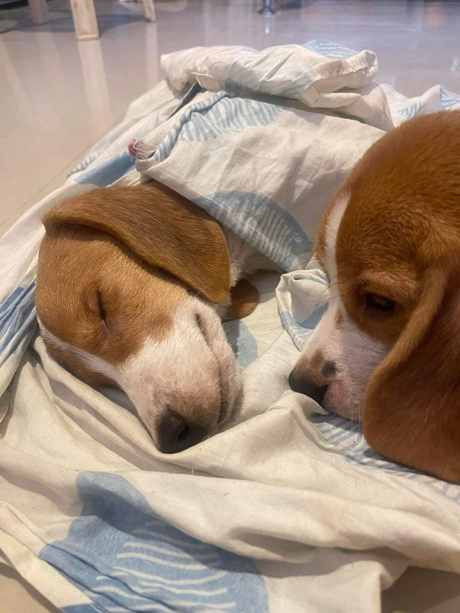emma_beagle's tweet photo. This morning we just lost one of our furbabies...

You will forever be missed Tres.... https://t.co/QQQob1vU6h