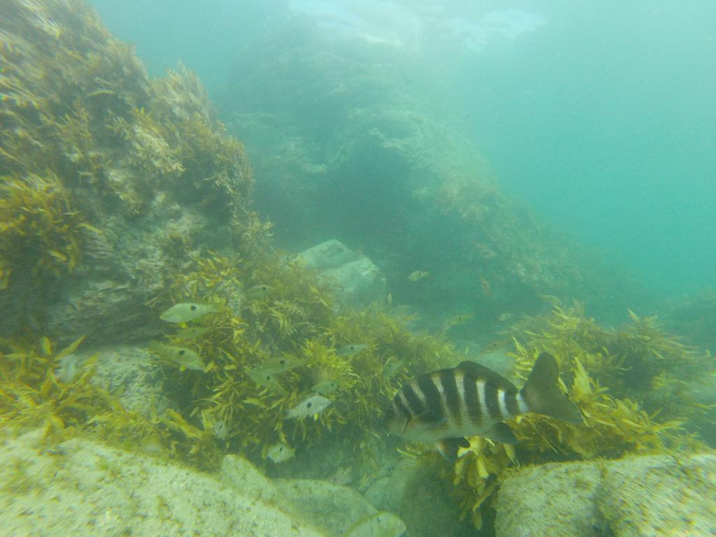 Sean_J_Handley's tweet photo. A lovely morning for a snorkel in the Horoirangi #MarineReserve with the girls https://t.co/I63vrYOwl6